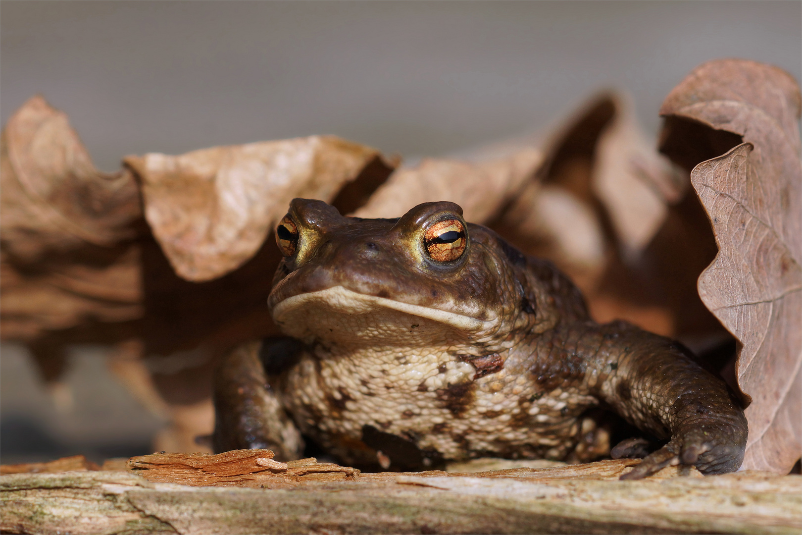 Kröterich auf der Pirsch - Bufu bufo , Erdkröte