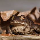 Kröterich auf der Pirsch - Bufu bufo , Erdkröte