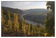 Kröver Weinberge