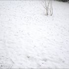 Krokanten 06.03.2010 nach dem Schnee