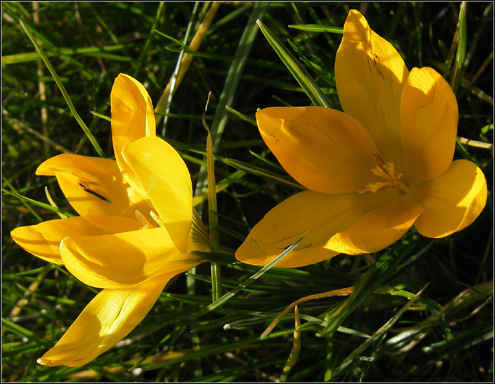 Krokanten aus meinem Garten :o)