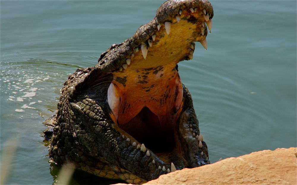 Kroko Djerba