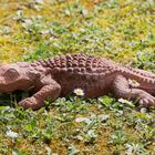 Kroko im Garten.