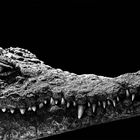 Krokodetails