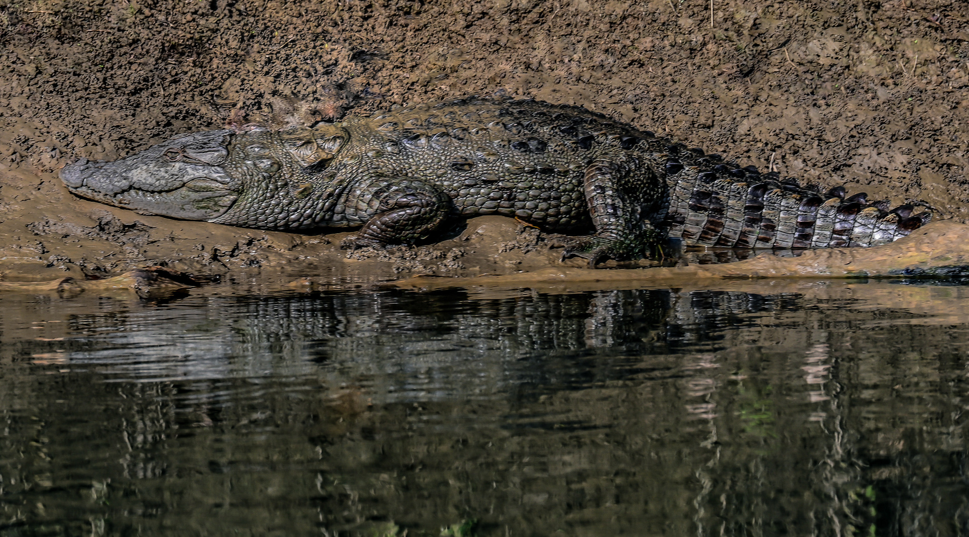 Krokodiel in Chitwan