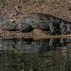 Krokodiel in Chitwan