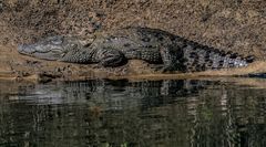 Krokodiel in Chitwan