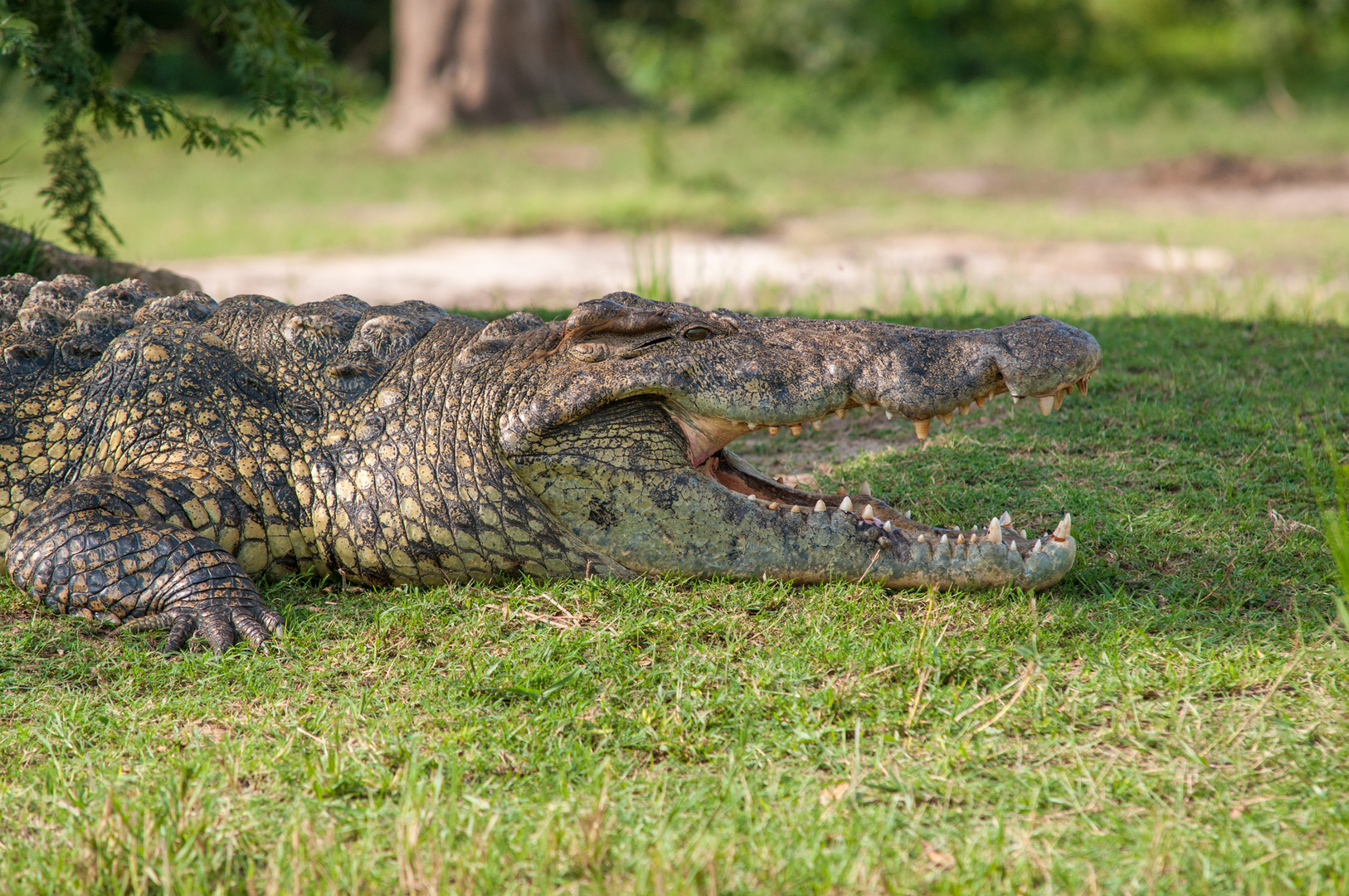 Krokodil