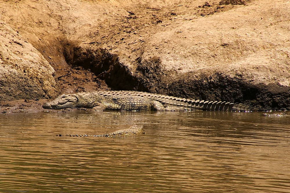 Krokodil