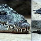 Krokodil #2