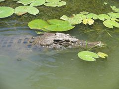 Krokodil 2
