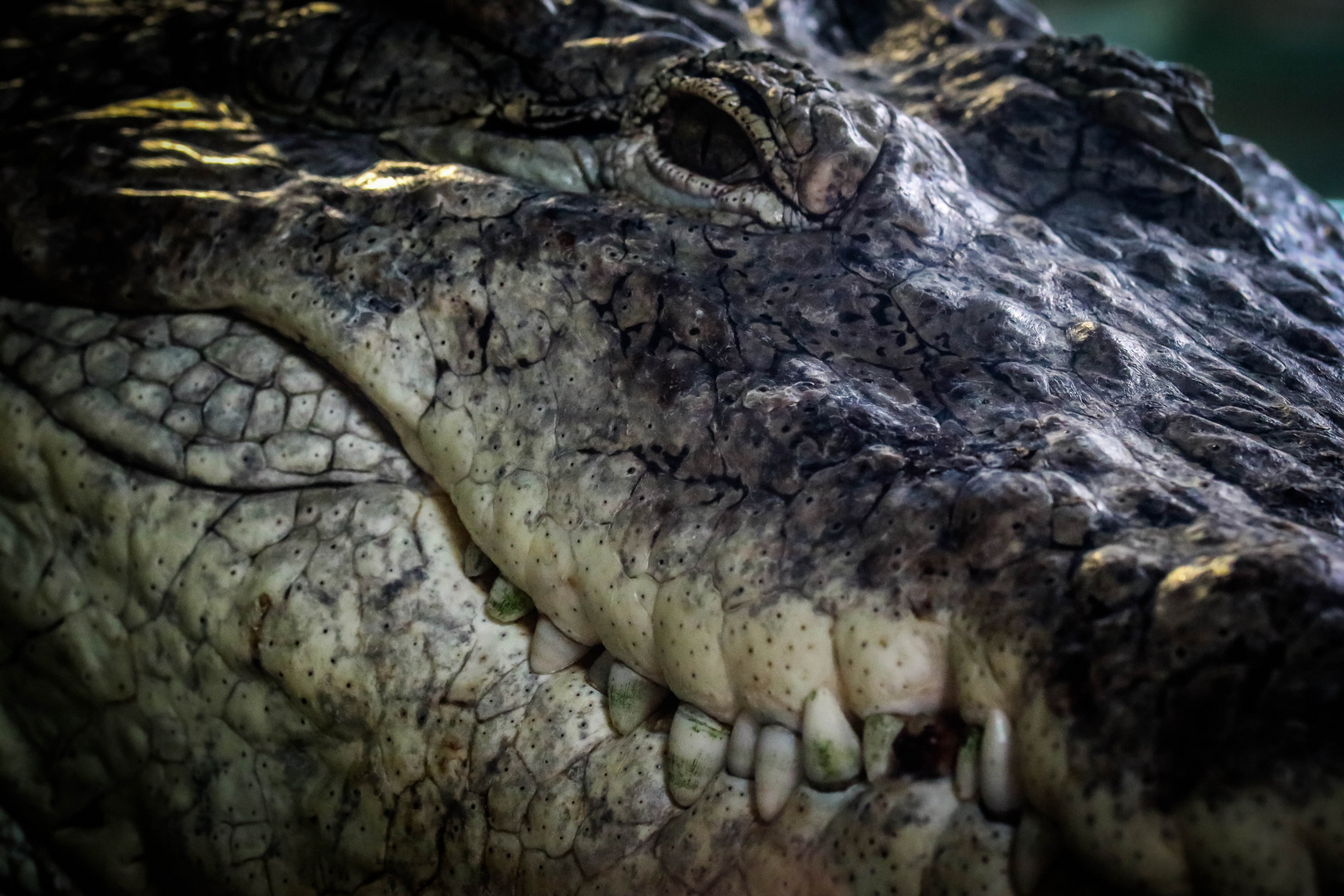 Krokodil 