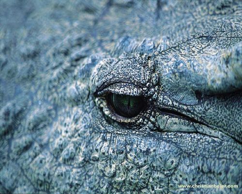 Krokodil