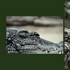 Krokodil #3