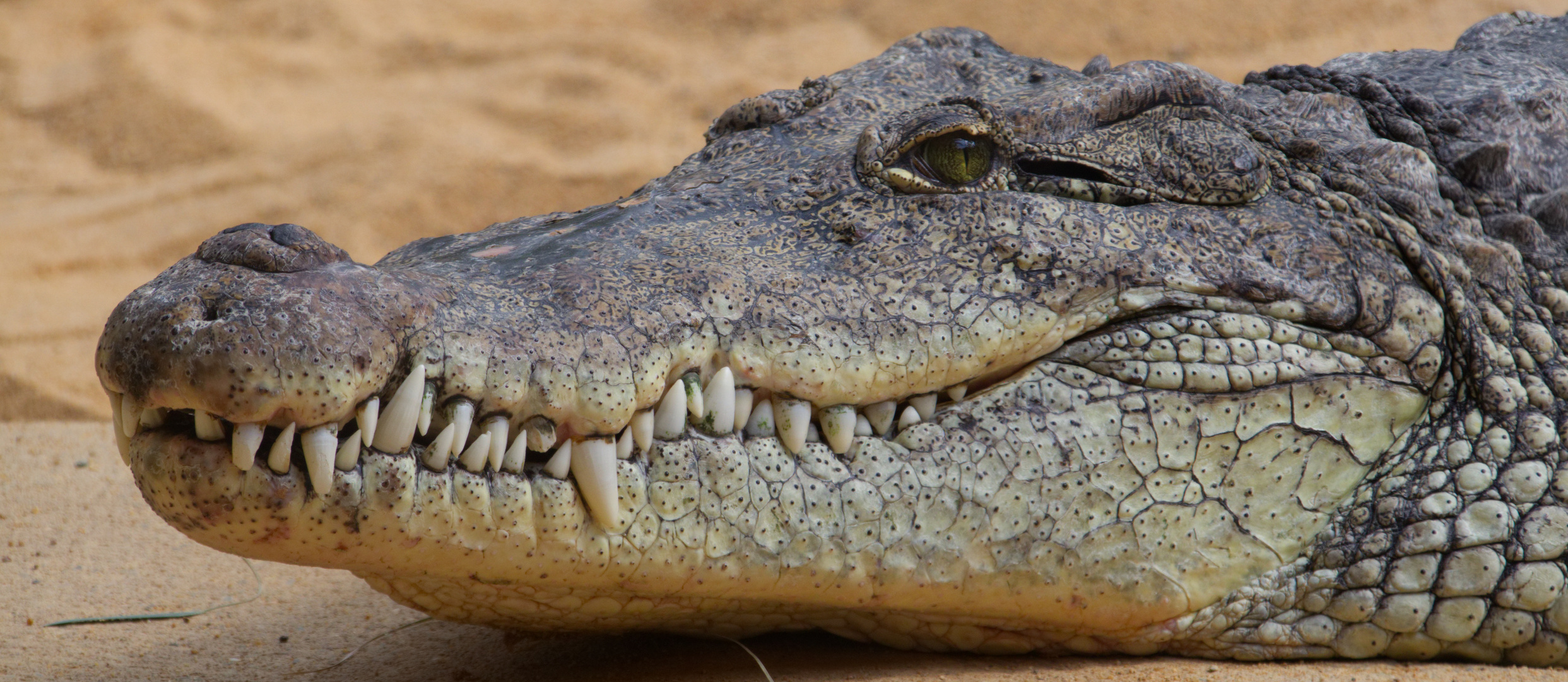 Krokodil Foto & Bild | asien, natur, zoo Bilder auf fotocommunity