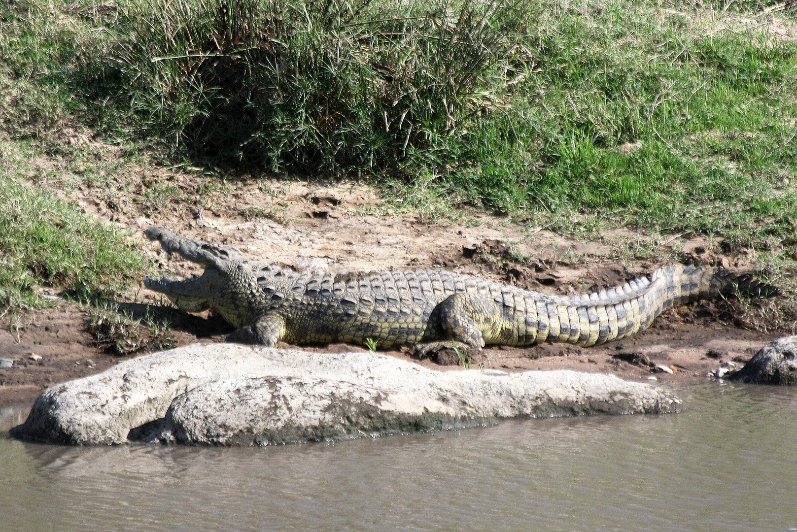 Krokodil....