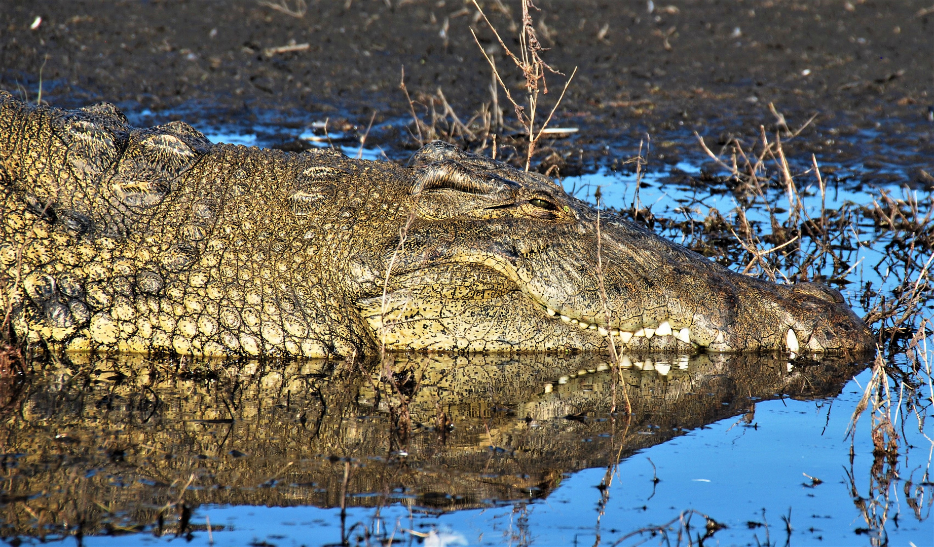 Krokodil