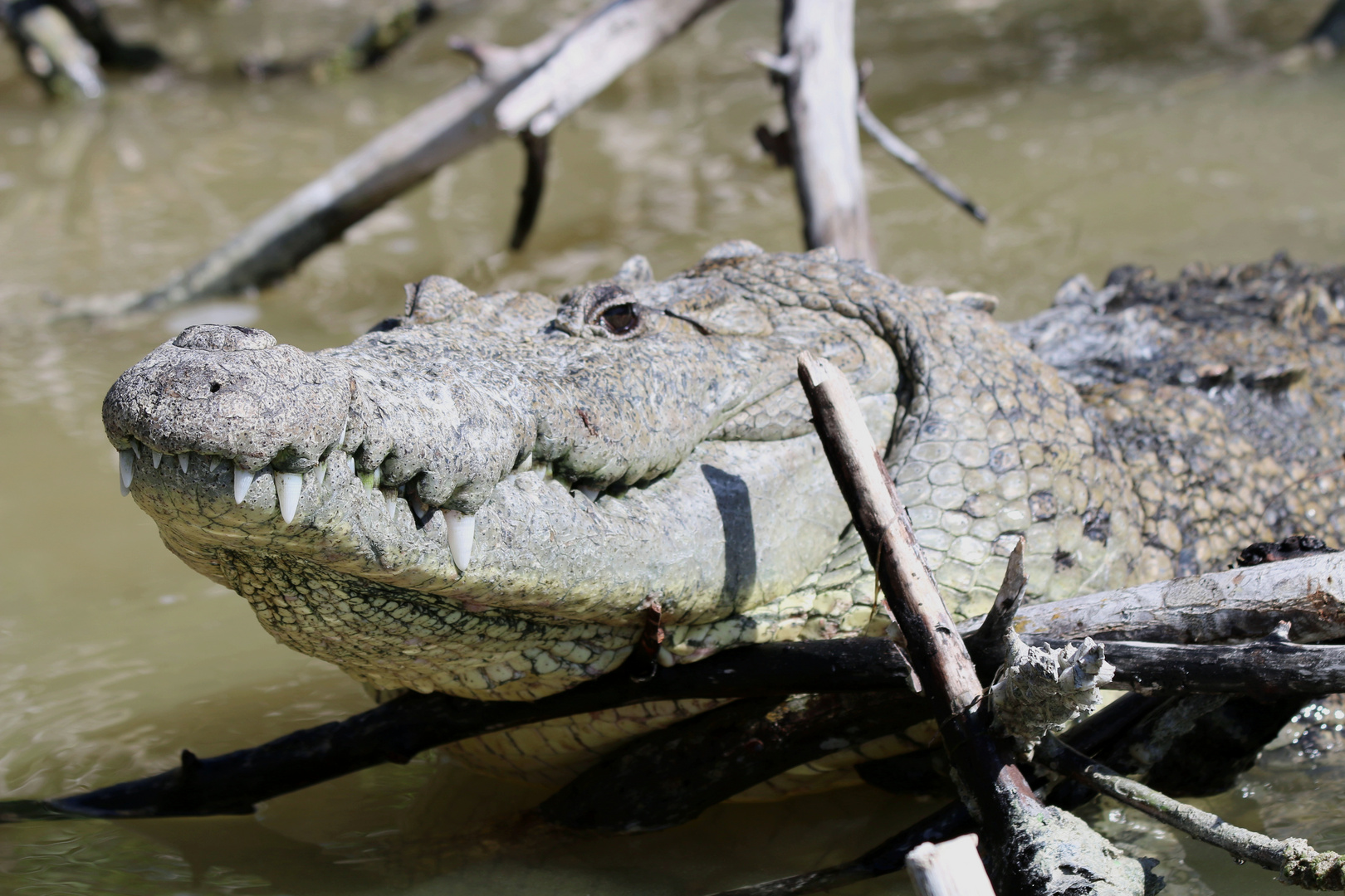 Krokodil...