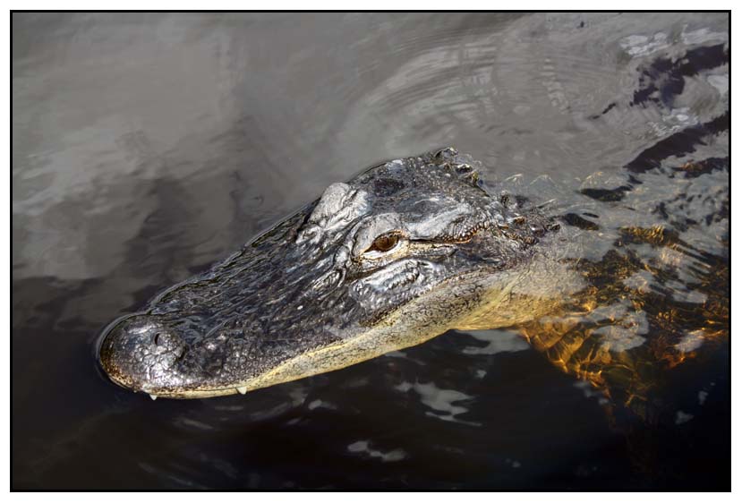 Krokodil --- Aligator in den Everglades