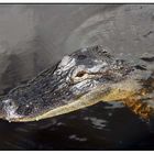 Krokodil --- Aligator in den Everglades