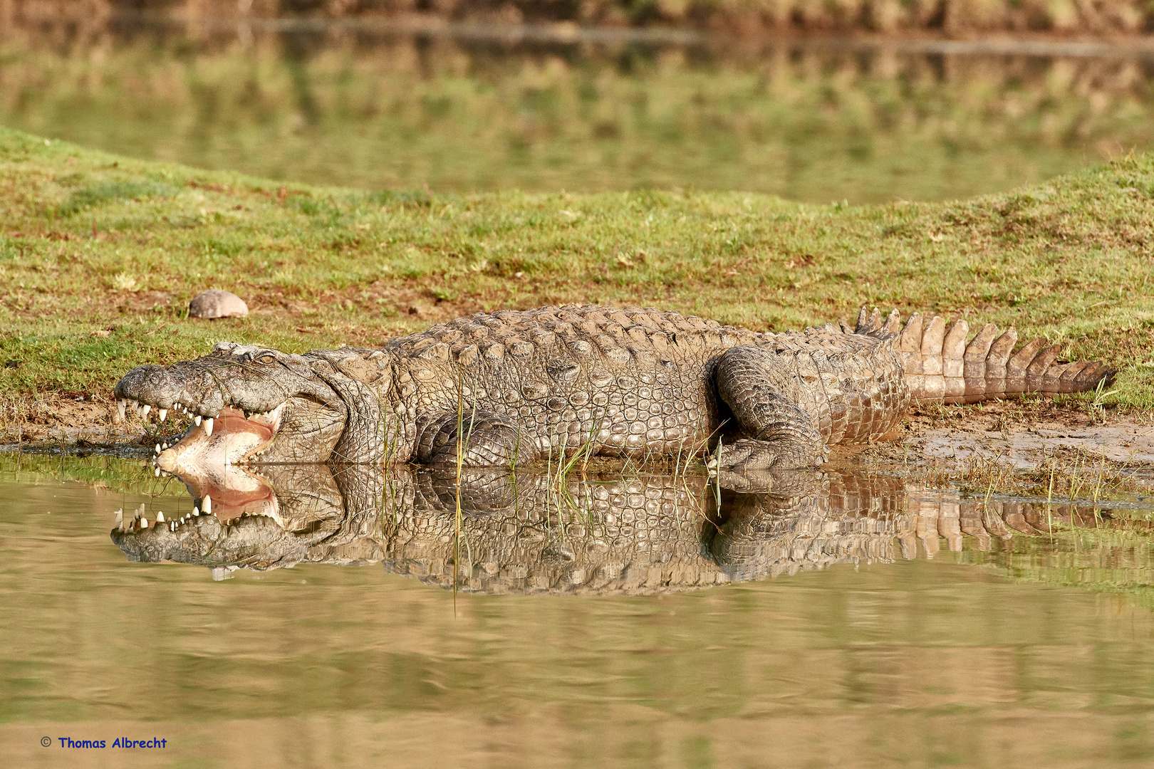 Krokodil am Chambal River