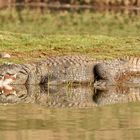 Krokodil am Chambal River
