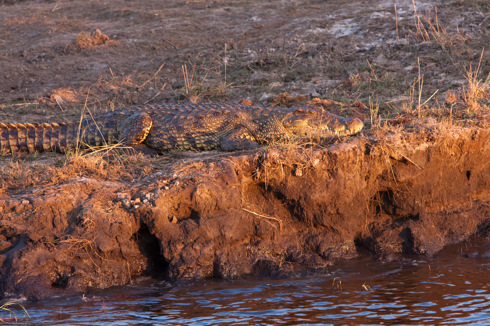 Krokodil am Chobe