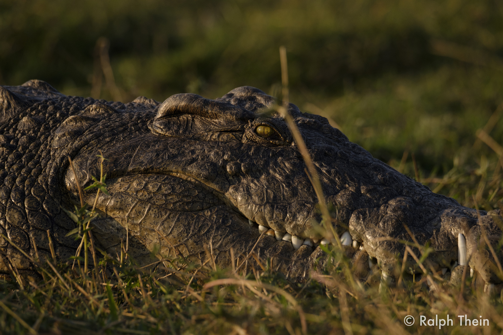 Krokodil am Chobe