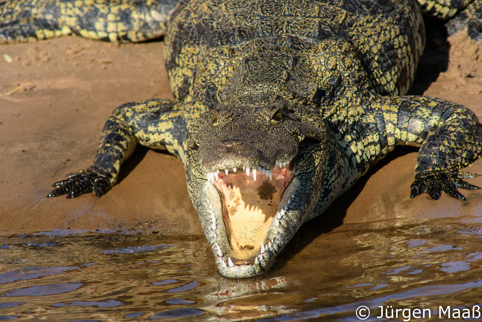 Krokodil am Chobe