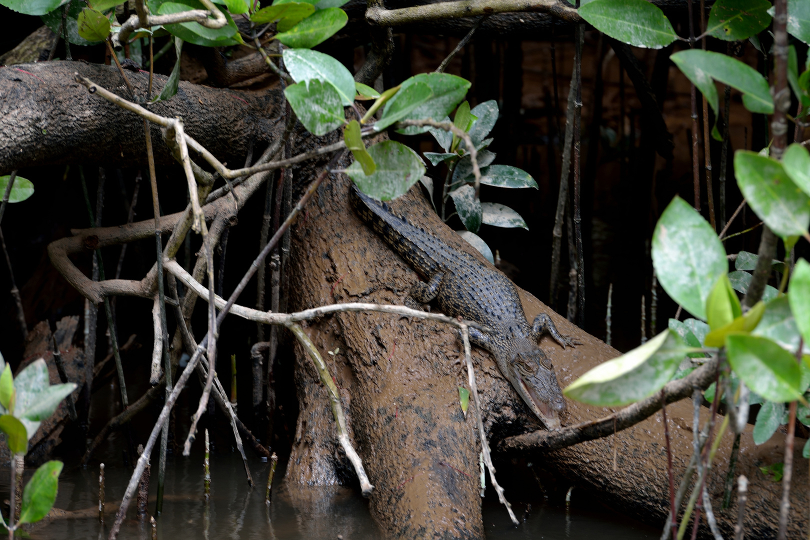 Krokodil am Daintree-Fluss