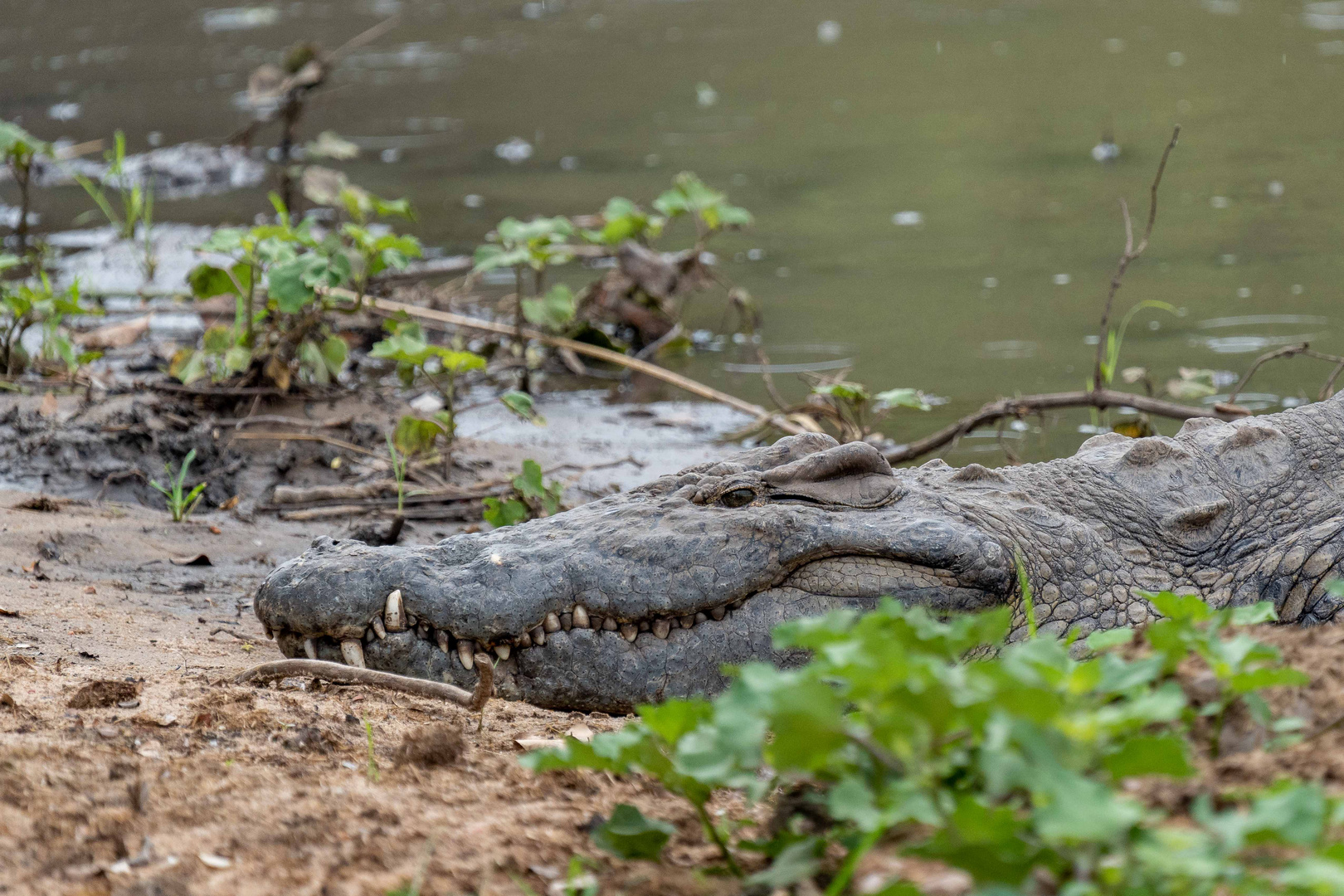 Krokodil am Fluss