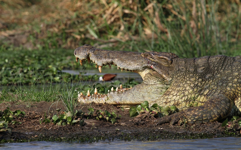 Krokodil am Kazinga Channel – Uganda
