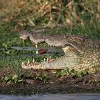 Krokodil am Kazinga Channel – Uganda