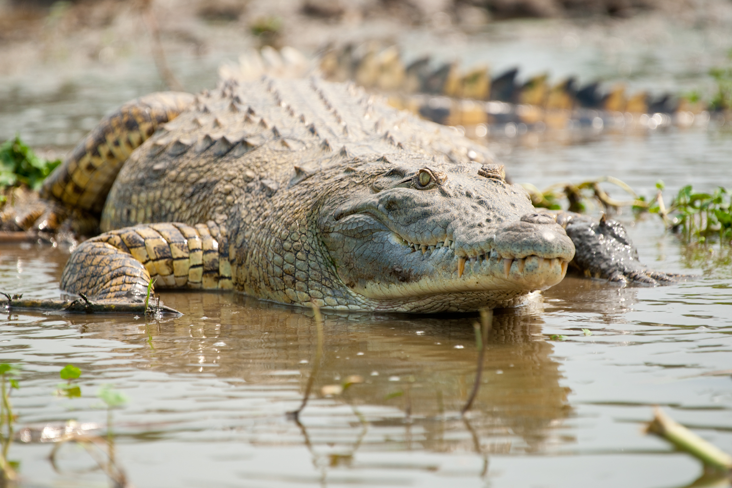Krokodil am Kazinga kanal, Queen Elizabteh NP, Uganda