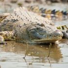 Krokodil am Kazinga kanal, Queen Elizabteh NP, Uganda