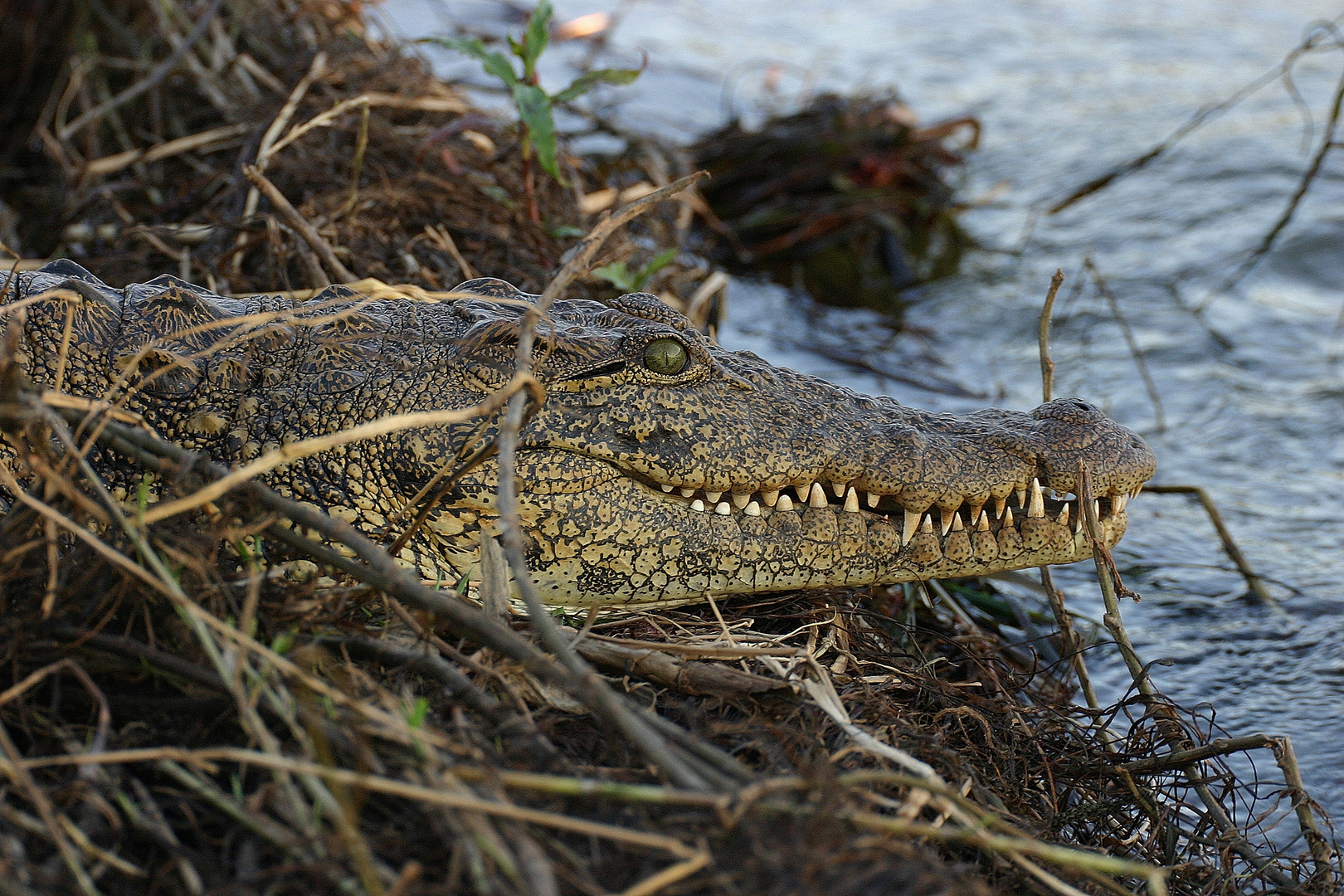 Krokodil am Okavango