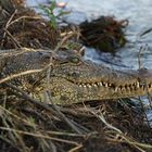 Krokodil am Okavango