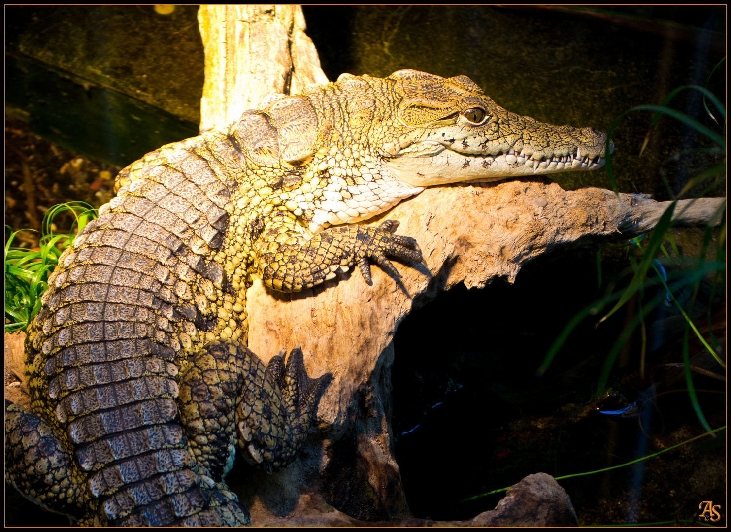 Krokodil am Sonnen