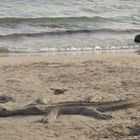 Krokodil am Strand