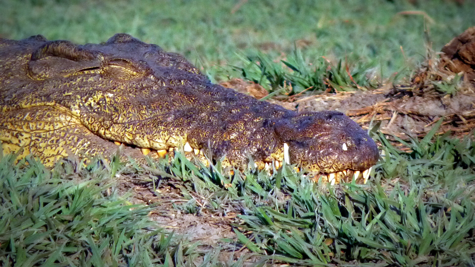 Krokodil am warten