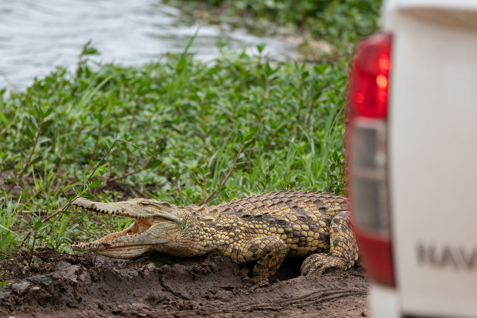 Krokodil am Wegesrand