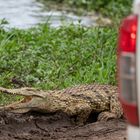 Krokodil am Wegesrand