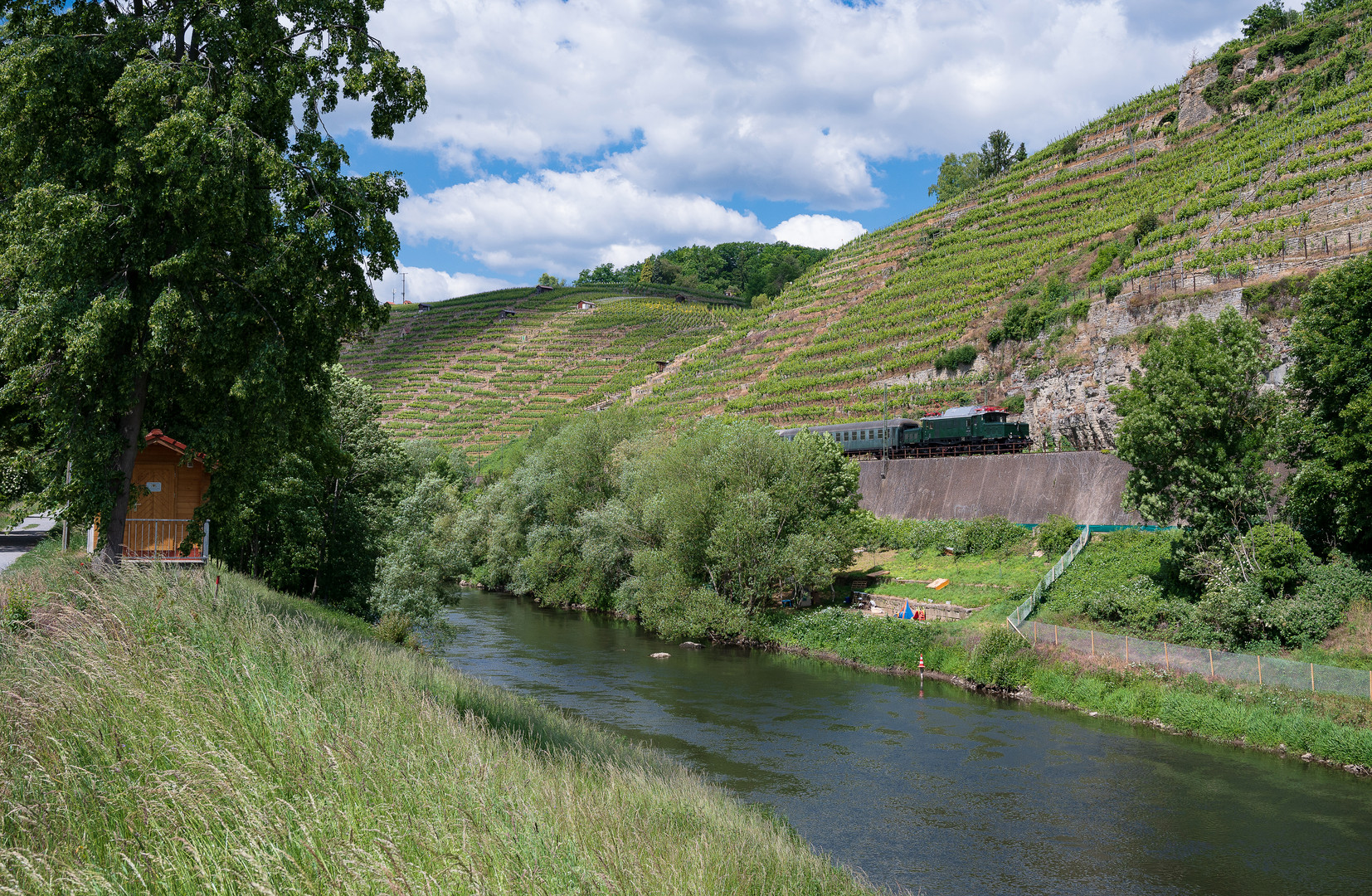 Krokodil an der Enz