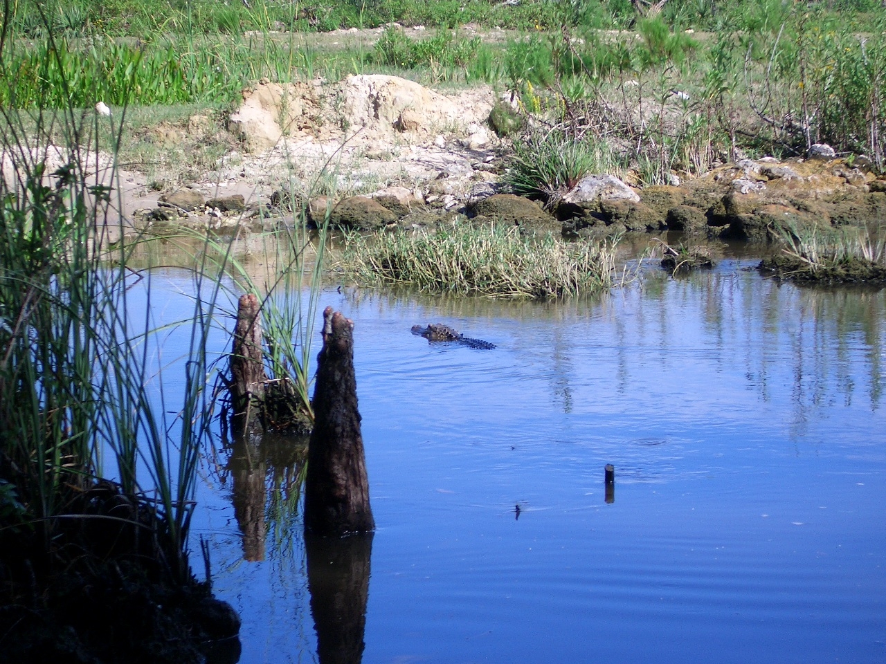 Krokodil an der Flussebene Everglades