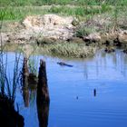 Krokodil an der Flussebene Everglades