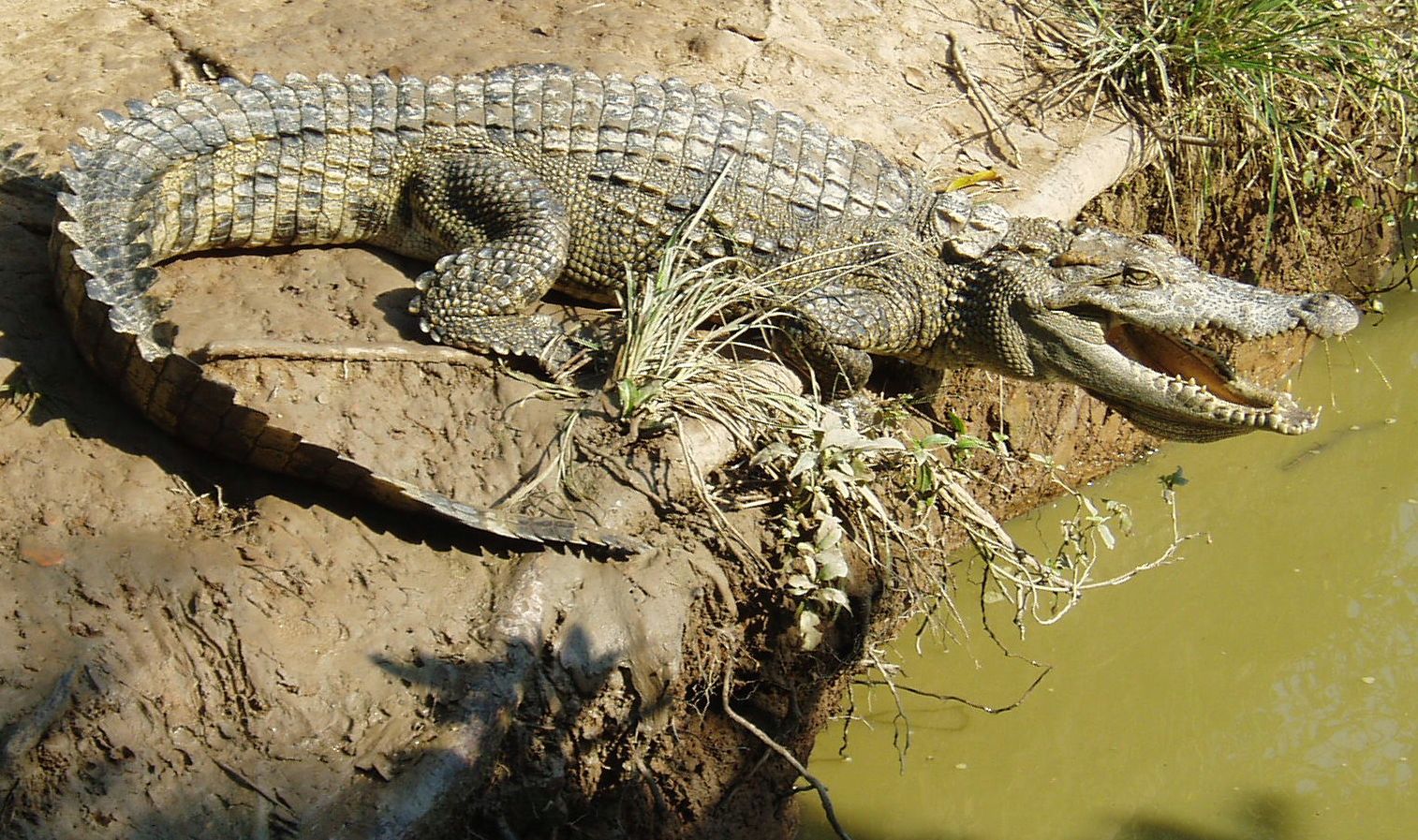 Krokodil - auf Beute wartend ?