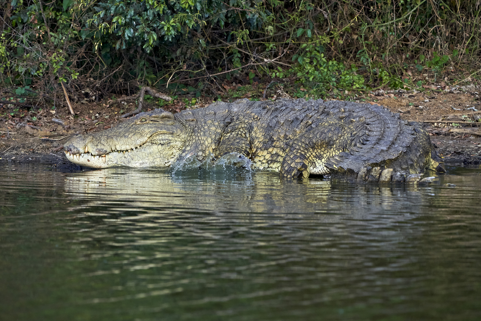 Krokodil auf dem Weg ins Wasser