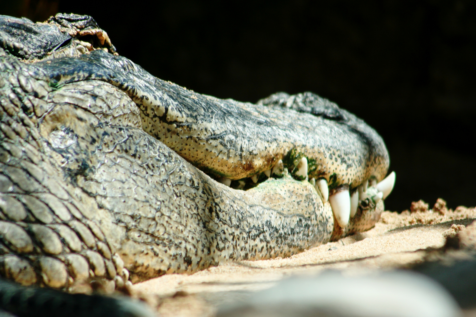 Krokodil auf der Lauer