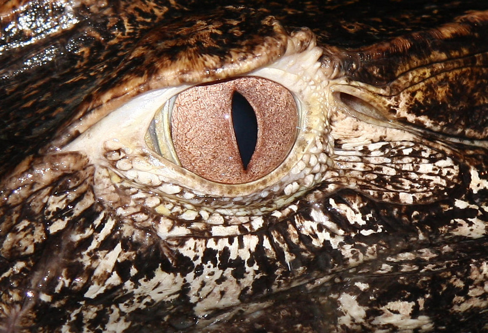 Krokodil Auge