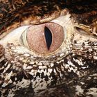 Krokodil Auge